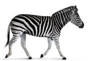 Travel Investec Zebra